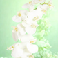 Orchid