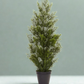 Mini Cedar Pine Tree