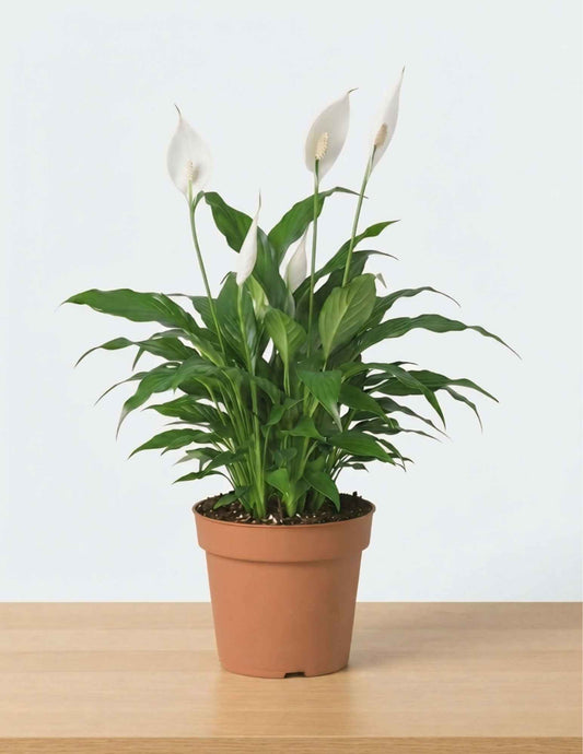 Peace Lily (Spathiphyllum) | Elegant Indoor Air-Purifying Plant