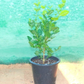 Arabian Jasmine/Jasmine Sambac
