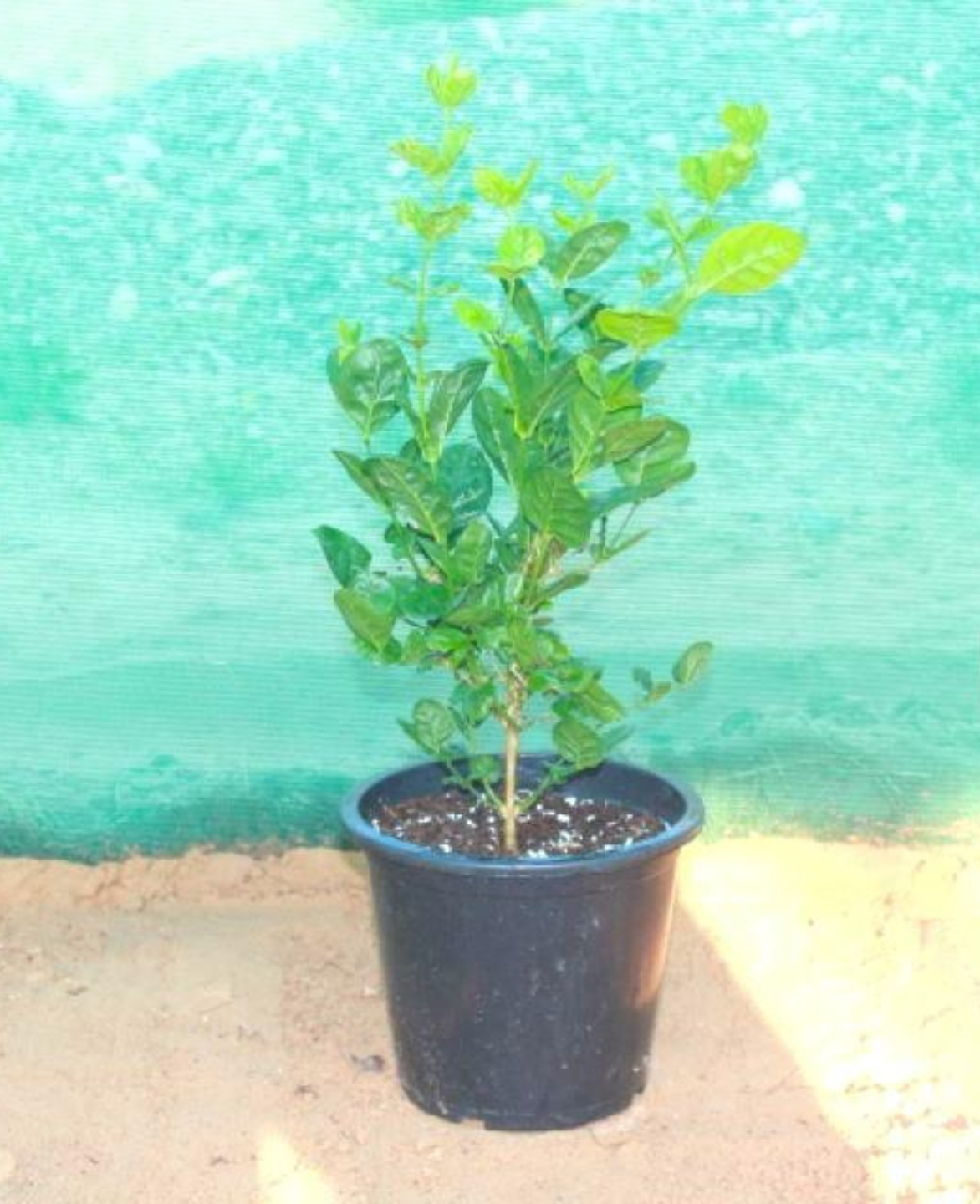 Arabian Jasmine/Jasmine Sambac