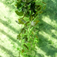 Pothos