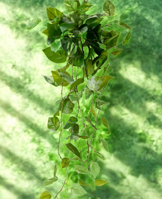 Pothos