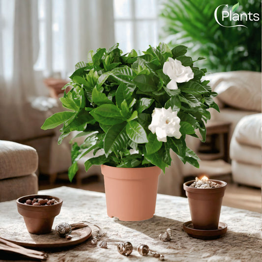Gardenia