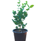 Arabian Jasmine/Jasmine Sambac