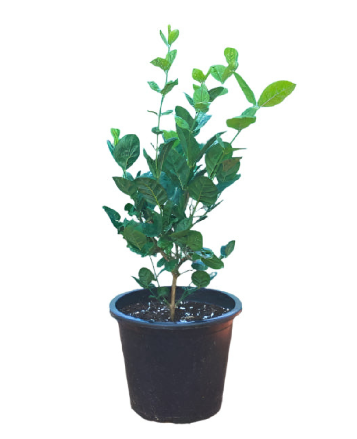 Arabian Jasmine/Jasmine Sambac