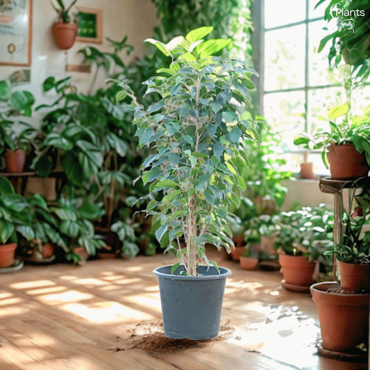 Weeping Fig