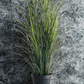 Grass Plant