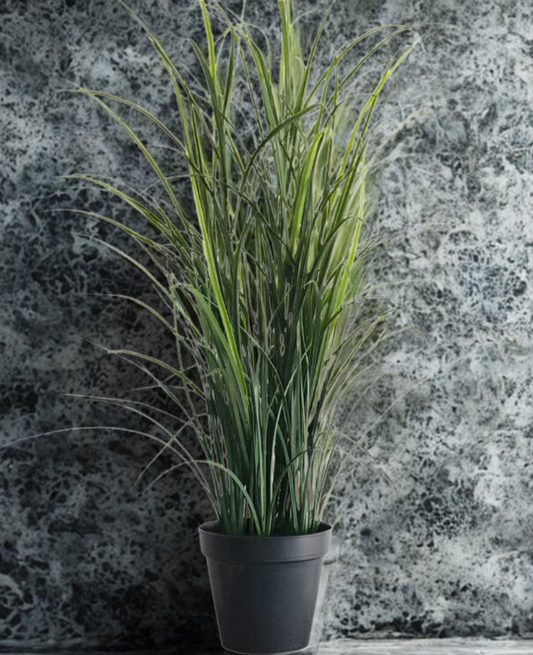 Grass Plant