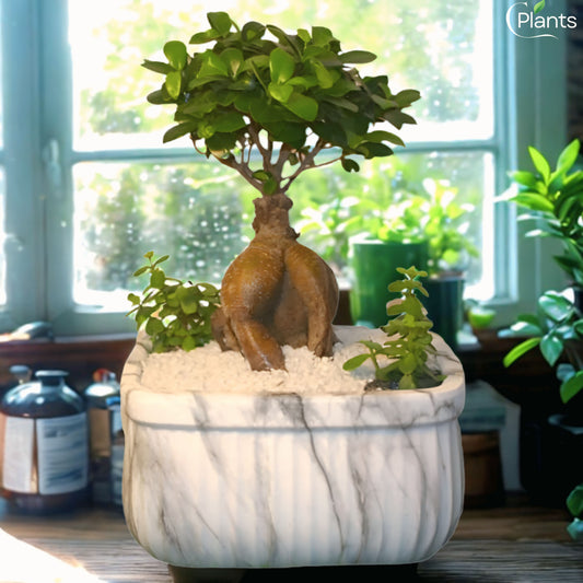 Ficus Bonsai Plant Medium With Jade