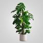 Monstera