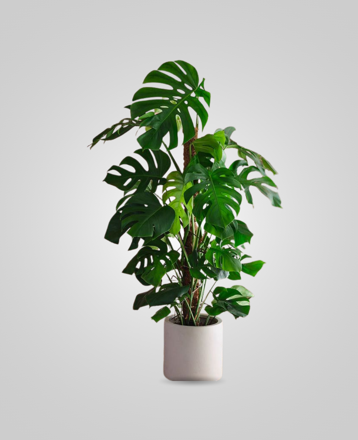 Monstera