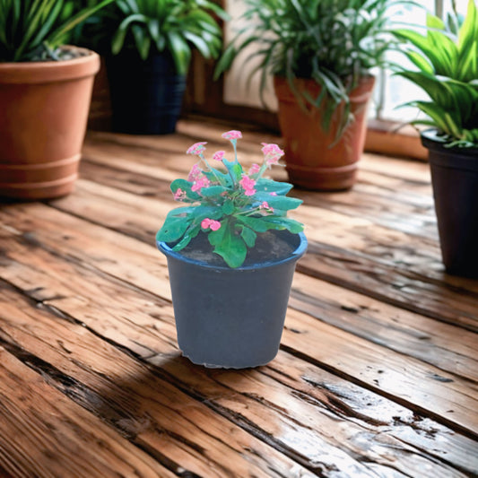 Euphorbia