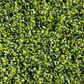 Artificial Yellow Boxwood Hedging Panel
