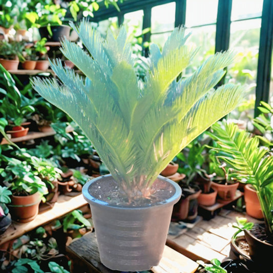 Cycas Revoluta