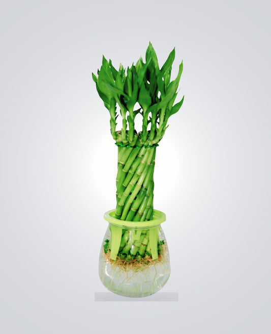Lucky Bamboo Wheel