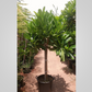 Plumeria