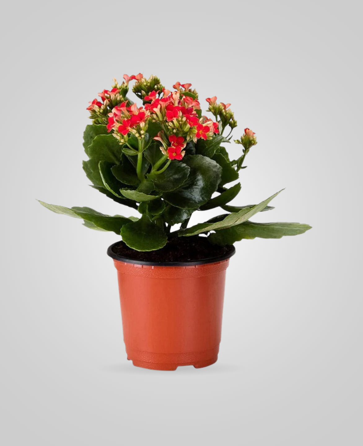 Kalanchoe Red Indoor Plants - cplants.ae
