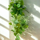Pothos