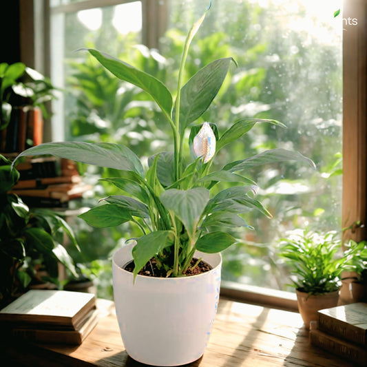 Peace Lily