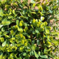 Artificial Yellow Boxwood Hedging Panel