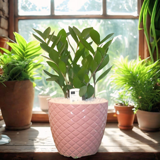 Zamioculcas Plant