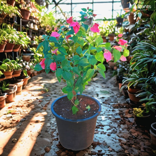 Bougainvillea Pink