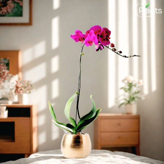 Phalenopsis Orchid