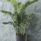 ZZ Plant