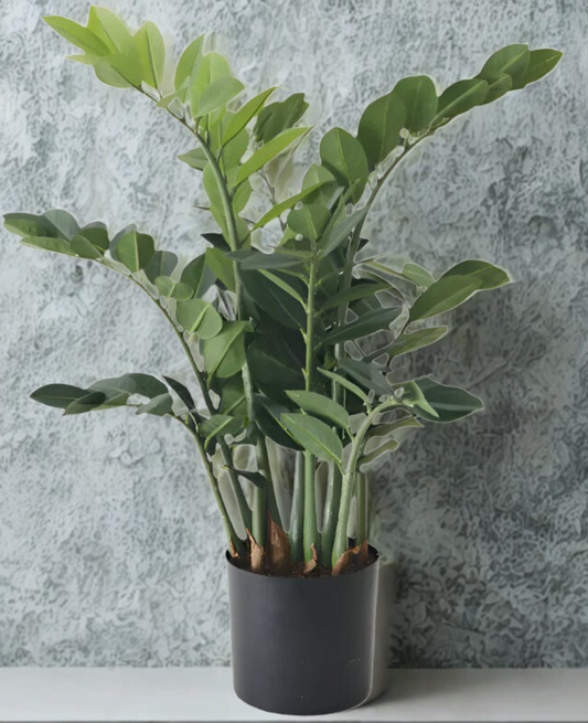 ZZ Plant