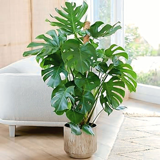 Monstera