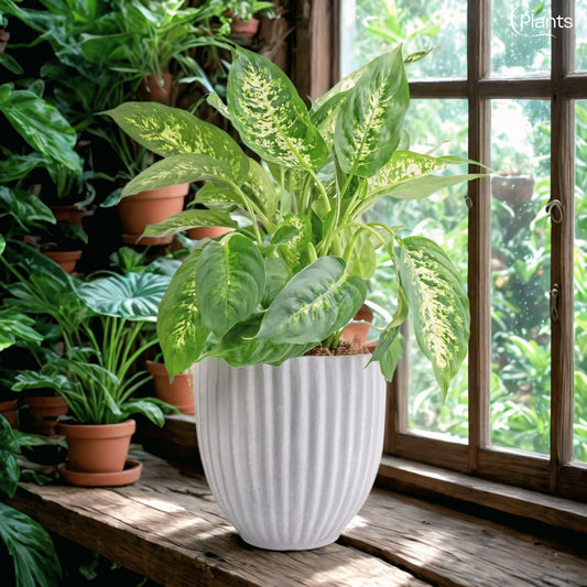 Dieffenbachia