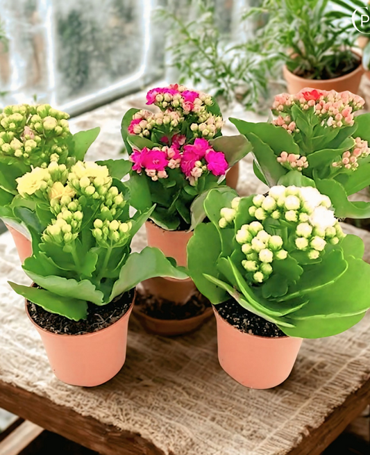 Kalanchoe Indoor Plants - cplants.ae