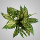 Aglaonema