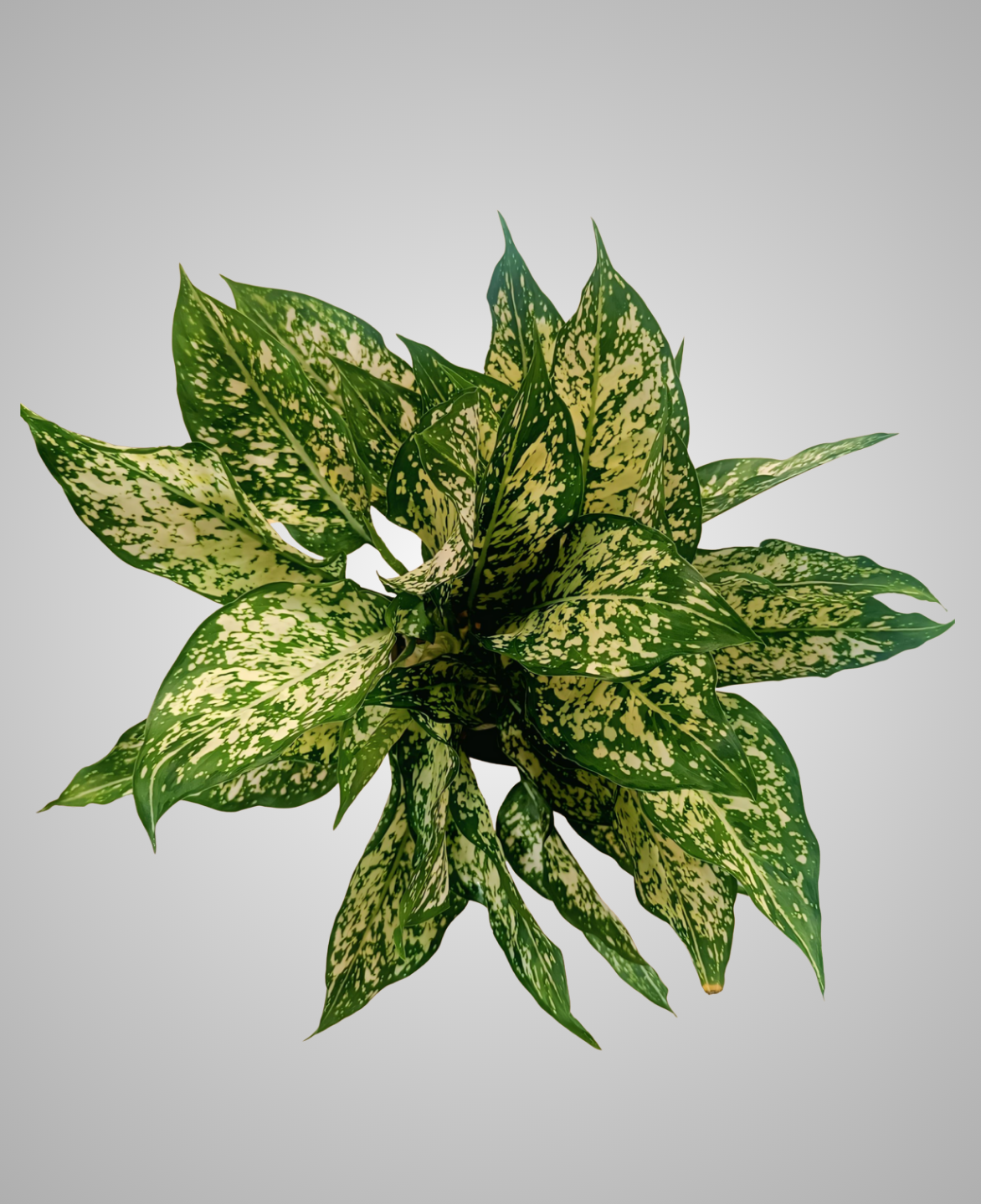 Aglaonema