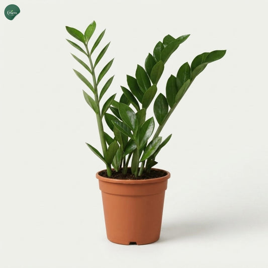 Premium ZZ Plant (Zamioculcas zamiifolia) | Low-Maintenance Indoor Plant