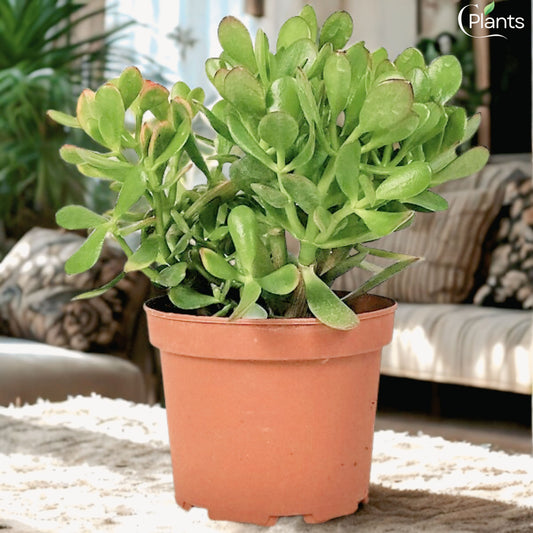 Crassula ovata