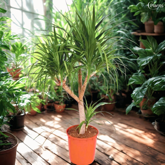 Draco Tree