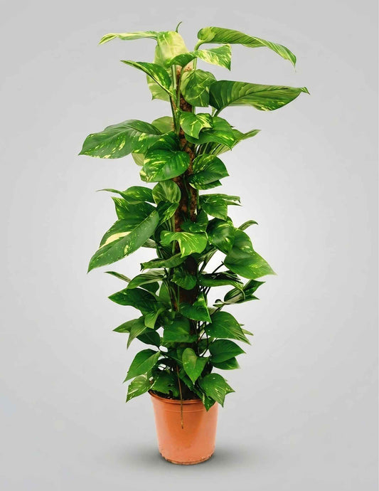 Verigated Money Plant with moss stick