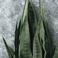 Snake Plant