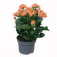 Kalanchoe