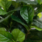 Giant Leaf Fiddle Leaf Fig Tree