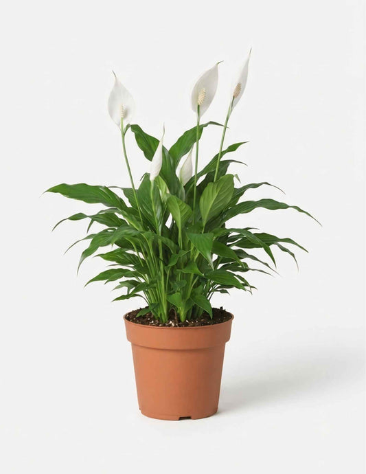 Peace Lily (Spathiphyllum) | Elegant Indoor Air-Purifying Plant