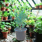Jasmine Plant