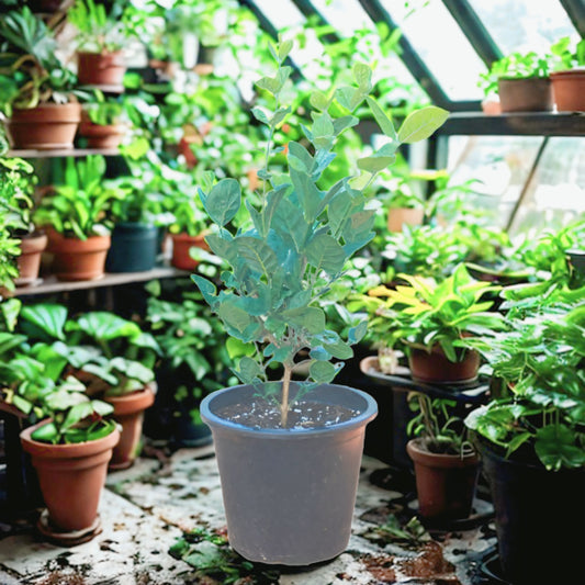 Jasmine Plant