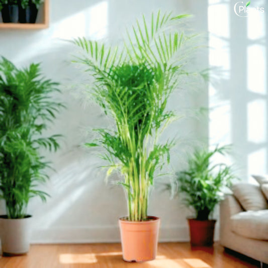 Areca Palm