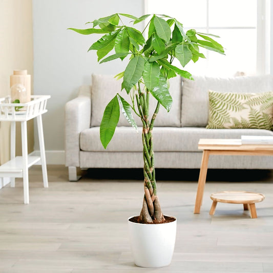 Pachira Sail or Pachira/ Good luck tree