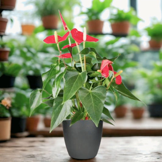 Anthurium