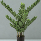 ZZ Plant