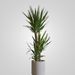 Dracaena Yucca 3pp